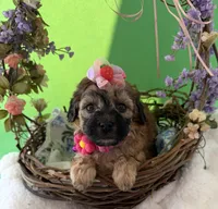 Lainey’s Pink Girl with Video, a female Maltipoo for sale in Eatonton, GA – Photo 9 of 10