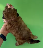 Lainey’s Pink Girl with Video, a female Maltipoo for sale in Eatonton, GA – Photo 5 of 10