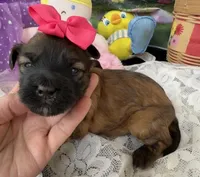 Lainey’s Pink Girl, a female Maltipoo for sale in Eatonton, GA – Photo 4 of 9