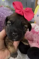 Lainey’s Pink Girl, a female Maltipoo for sale in Eatonton, GA – Photo 2 of 9