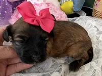 Lainey’s Pink Girl, a female Maltipoo for sale in Eatonton, GA – Photo 5 of 9