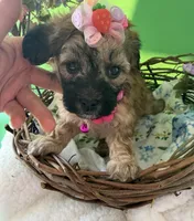 Lainey’s Pink Girl with Video, a female Maltipoo for sale in Eatonton, GA – Photo 3 of 10