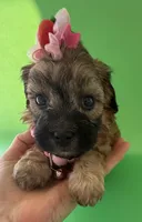 Lainey’s Pink Girl with Video, a female Maltipoo for sale in Eatonton, GA – Photo 6 of 10