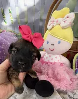 Lainey’s Pink Girl, a female Maltipoo for sale in Eatonton, GA – Photo 9 of 9