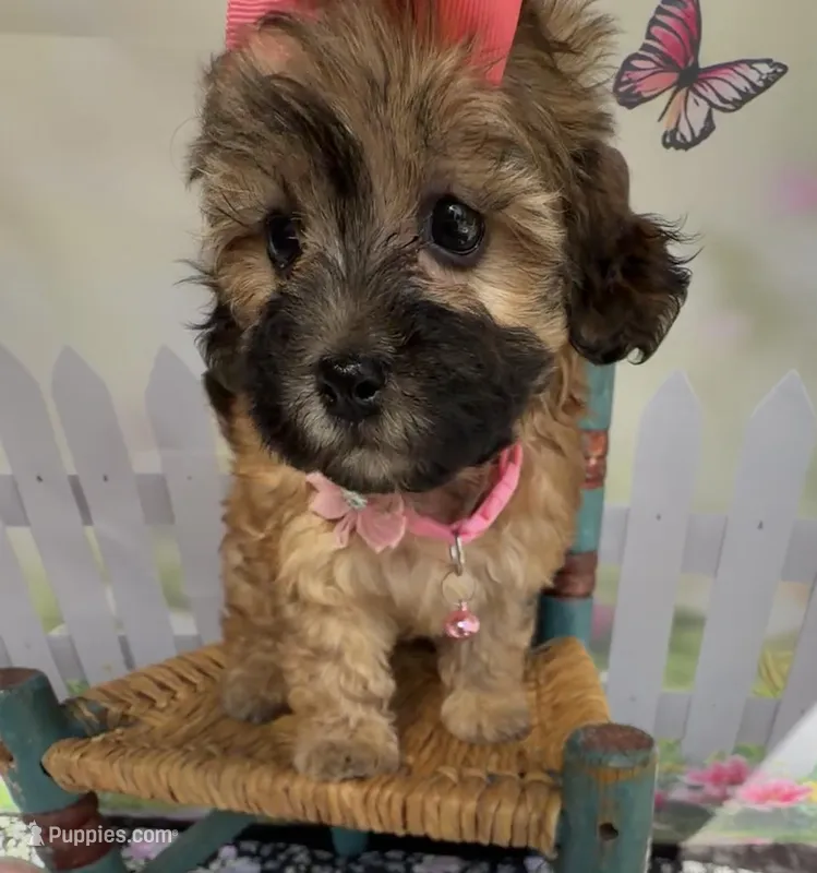 Lainey’s Pink Girl with Video – Maltipoo puppy for sale in Eatonton, GA