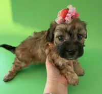 Lainey’s Pink Girl with Video, a female Maltipoo for sale in Eatonton, GA – Photo 4 of 10