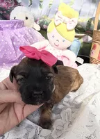 Lainey’s Pink Girl, a female Maltipoo for sale in Eatonton, GA – Photo 7 of 9