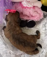 Lainey’s Pink Girl, a female Maltipoo for sale in Eatonton, GA – Photo 6 of 9