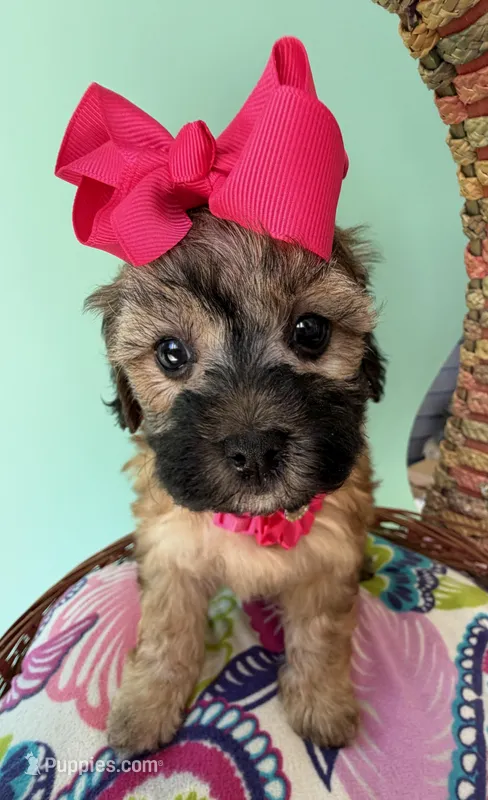 Lainey’s Pink Girl with Video – Maltipoo puppy for sale in Eatonton, GA