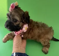 Lainey’s Pink Girl with Video, a female Maltipoo for sale in Eatonton, GA – Photo 7 of 10