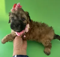 Lainey’s Pink Girl with Video, a female Maltipoo for sale in Eatonton, GA – Photo 2 of 10