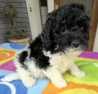 Hailey’s Red Boy, a male Cavapoo for sale in Eatonton, GA – 5 of 8
