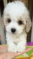 Hailey’s Brown Boy, a male Cavapoo for sale in Eatonton, GA – 6 of 9
