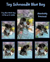 Trendy’s Tiny Blue Boy, a female Schnoodle for sale in Eatonton, GA – 7 of 8