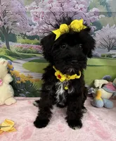 Trendy’s Yellow Girl, a female Schnoodle for sale in Eatonton, GA – 6 of 10