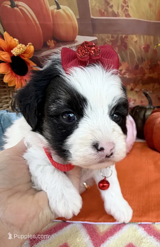 Peaches Red Girl – Maltipoo puppy for sale in Eatonton, GA
