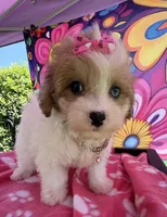 Dolly’s Red Merle Parti Blue Eye, a female Maltipoo for sale in Eatonton, GA – 6 of 8