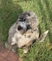 REDUCED!    Bernie’s Blue Merle Boy, a male Miniature Bernedoodle for sale in Eatonton, GA – 3 of 6