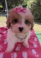 Dolly’s Red Merle Parti Blue Eye, a female Maltipoo for sale in Eatonton, GA – 2 of 8