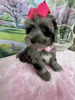 Trendy’s Tiny  Pink Girl Blue eye, a female Schnoodle for sale in Eatonton, GA – 4 of 9