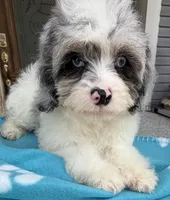 Peaches Light Blue Eyed Boy, a male Cavapoo for sale in Eatonton, GA – 5 of 7