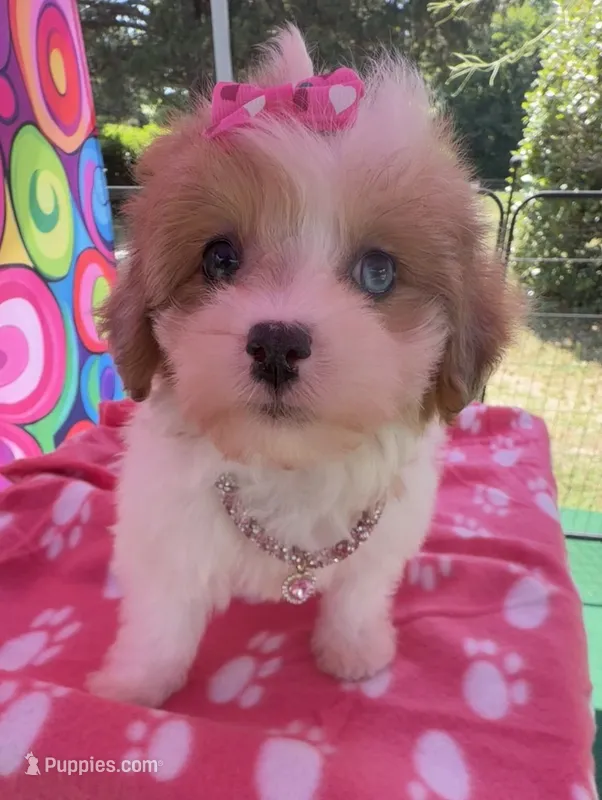Dolly’s Red Merle Parti Blue Eye – Maltipoo puppy for sale in Eatonton, GA