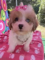 Dolly’s Red Merle Parti Blue Eye, a female Maltipoo for sale in Eatonton, GA – 1 of 8
