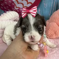 Jellybean’s Blue Merle Girl, a female Maltipoo for sale in Eatonton, GA – 3 of 9