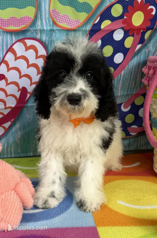 Hailey’s Orange Boy – Cavapoo puppy for sale in Eatonton, GA