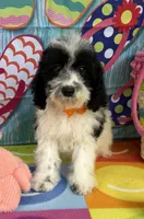 Hailey’s Orange Boy, a male Cavapoo for sale in Eatonton, GA – 1 of 9