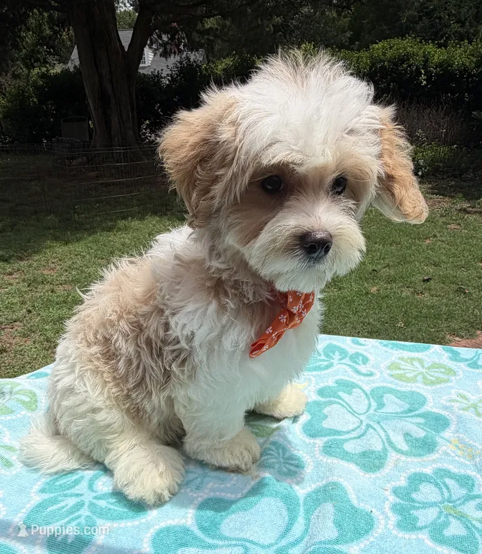 Pipi’s Orange Boy – Maltipoo puppy for sale in Eatonton, GA