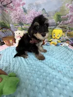 Trendy’s Brown Boy, a female Schnoodle for sale in Eatonton, GA – 6 of 10