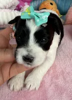 Jellybean’s Bl/Wh Parti, a female Maltipoo for sale in Eatonton, GA – 7 of 9