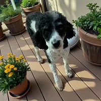 Hank, a male Poodle - Toy  for sale in Eatonton, GA – Photo 2 of 6