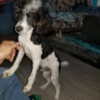 Hank, a male Poodle - Toy  for sale in Eatonton, GA – Photo 4 of 6