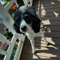 Hank, a male Poodle - Toy  for sale in Eatonton, GA – Photo 5 of 6