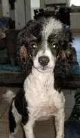 Hank, a male Poodle - Toy  for sale in Eatonton, GA – Photo 3 of 6