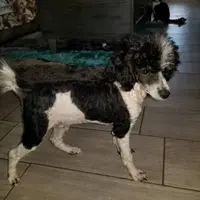 Hank, a male Poodle - Toy  for sale in Eatonton, GA – Photo 1 of 6