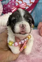 Jellybean’s Blue Merle Girl, a female Maltipoo for sale in Eatonton, GA – 8 of 9
