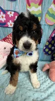 Bernie’s Tri Boy, a male Miniature Bernedoodle for sale in Eatonton, GA – 6 of 10