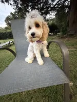 Katy’s Cavapoo Girl, a female Cavapoo for sale in Eatonton, GA – 5 of 6