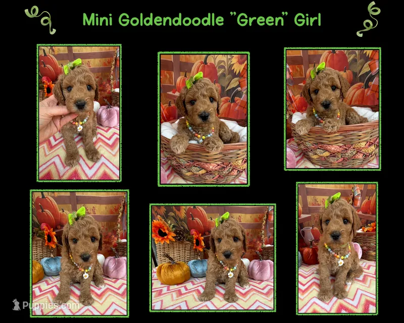 Shirley’s Green Girl – Miniature Goldendoodle puppy for sale in Eatonton, GA
