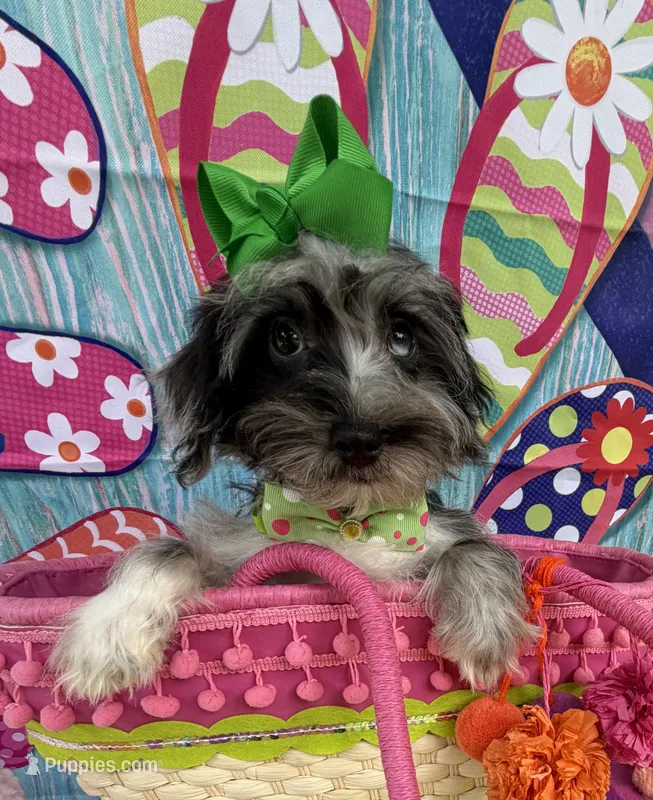 Trendy’s Green Girl Blue Eye – Schnoodle puppy for sale in Eatonton, GA