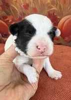 Peaches Red Girl, a female Maltipoo for sale in Eatonton, GA – 4 of 8