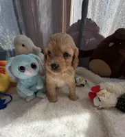 Autumn’s Silver Boy w/ Video, a male Cavapoo for sale in Eatonton, GA – Photo 4 of 9