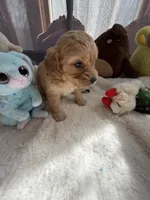 Autumn’s Silver Boy w/ Video, a male Cavapoo for sale in Eatonton, GA – Photo 7 of 9