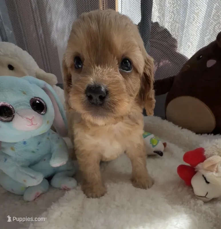 Autumn’s Silver Boy w/ Video – Cavapoo puppy for sale in Eatonton, GA