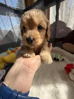 Autumn’s Silver Boy w/ Video, a male Cavapoo for sale in Eatonton, GA – Photo 3 of 9