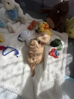 Autumn’s Silver Boy w/ Video, a male Cavapoo for sale in Eatonton, GA – Photo 5 of 9