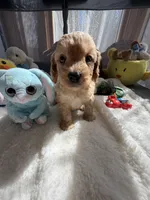 Autumn’s Silver Boy w/ Video, a male Cavapoo for sale in Eatonton, GA – Photo 6 of 9